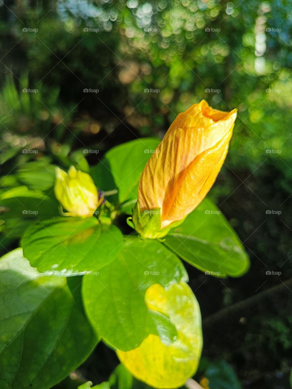 "Pure elegance, kissed by sunlight and serenity."