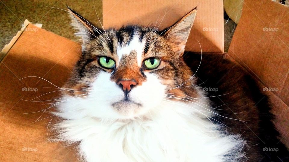 This cat will question your motives at every turn, and she is not impressed with your insincerity!