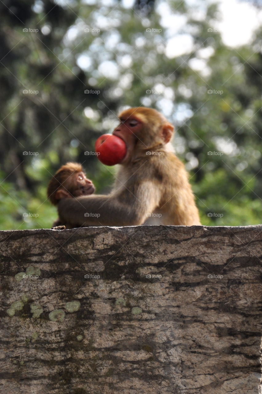 Mammal, No Person, Wood, Wildlife, Nature