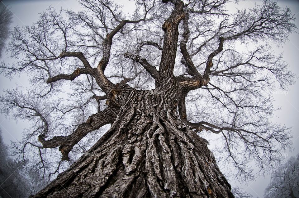 Fisheye lens up a tree in winter 