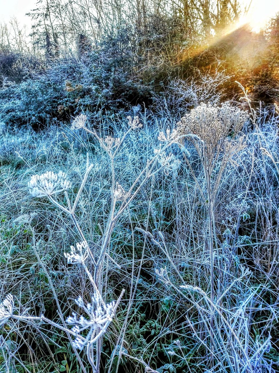 Shaft of early morning golden sunlight reflecting on frost encrusted blades of grass, plants and seedpods