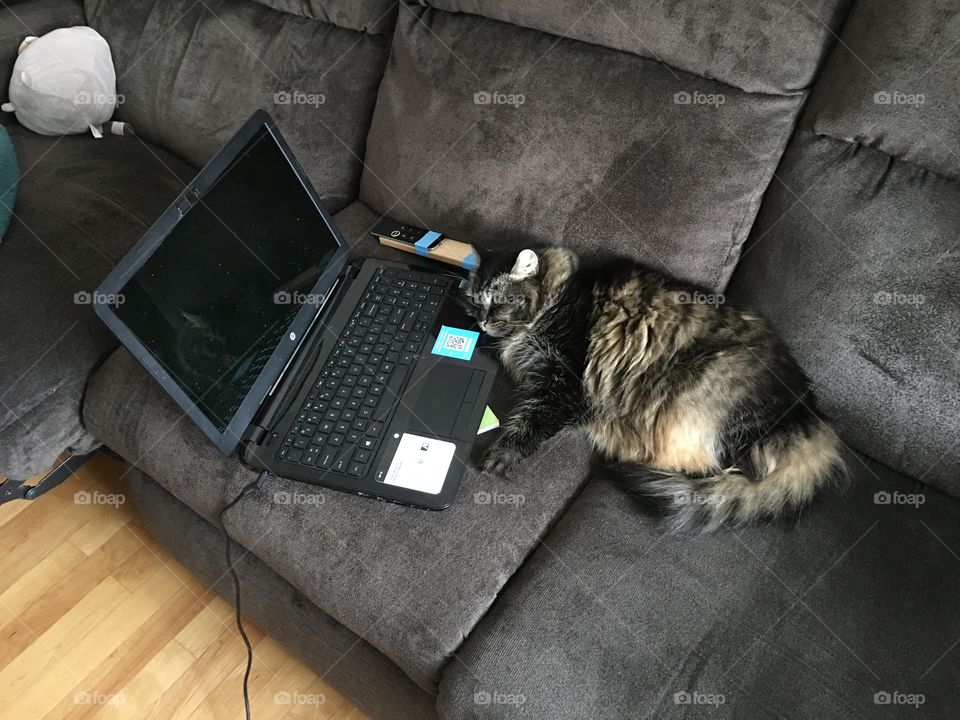Cat sleeping on the laptop
