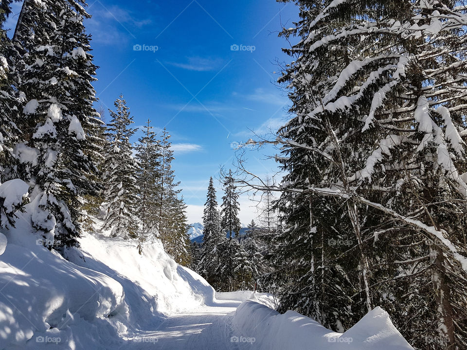 wintertime in the forrest of the mountains