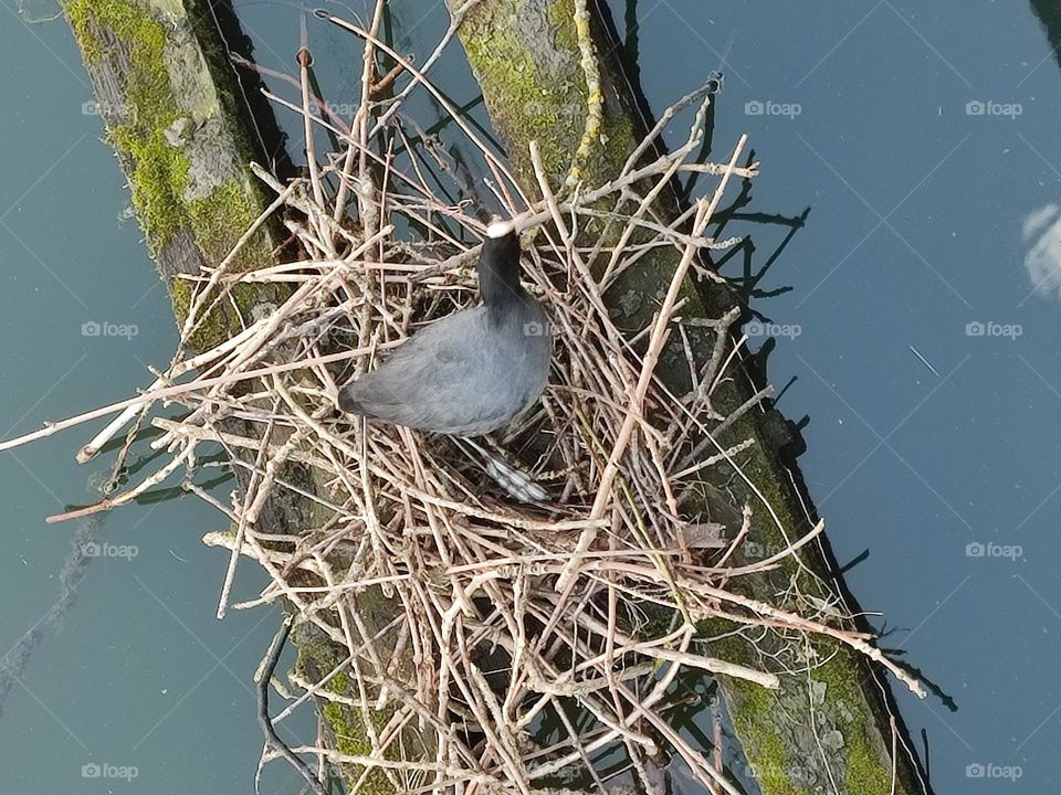 duck in its nest