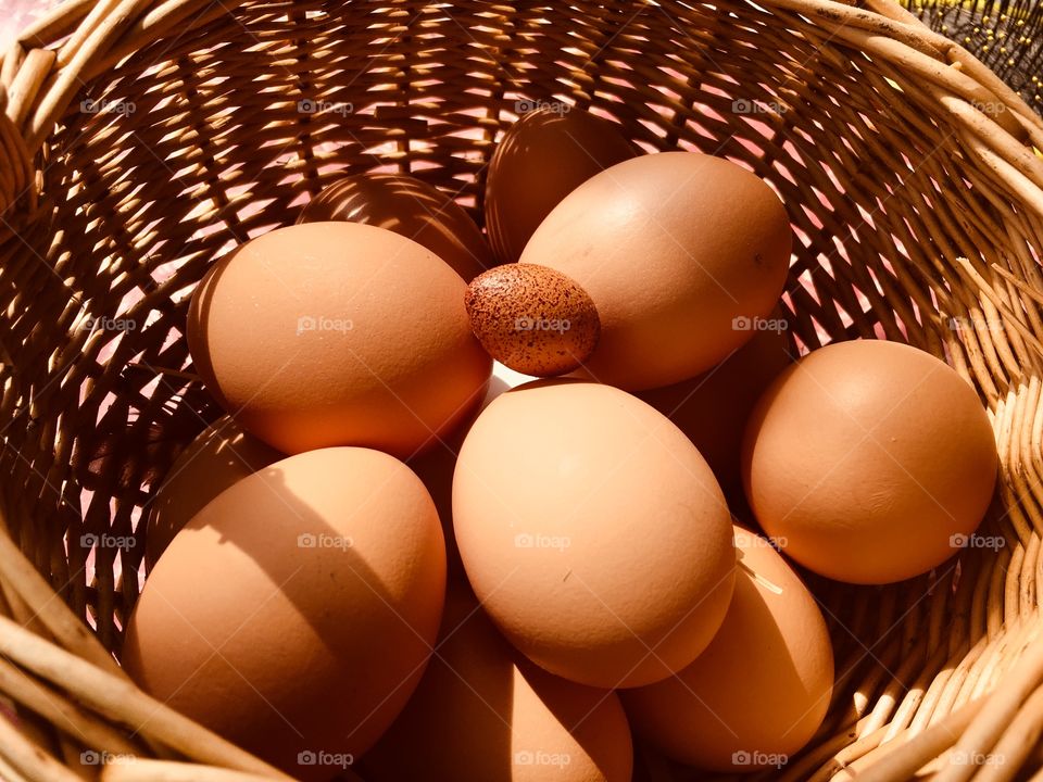 Tiny egg in a big egg basket