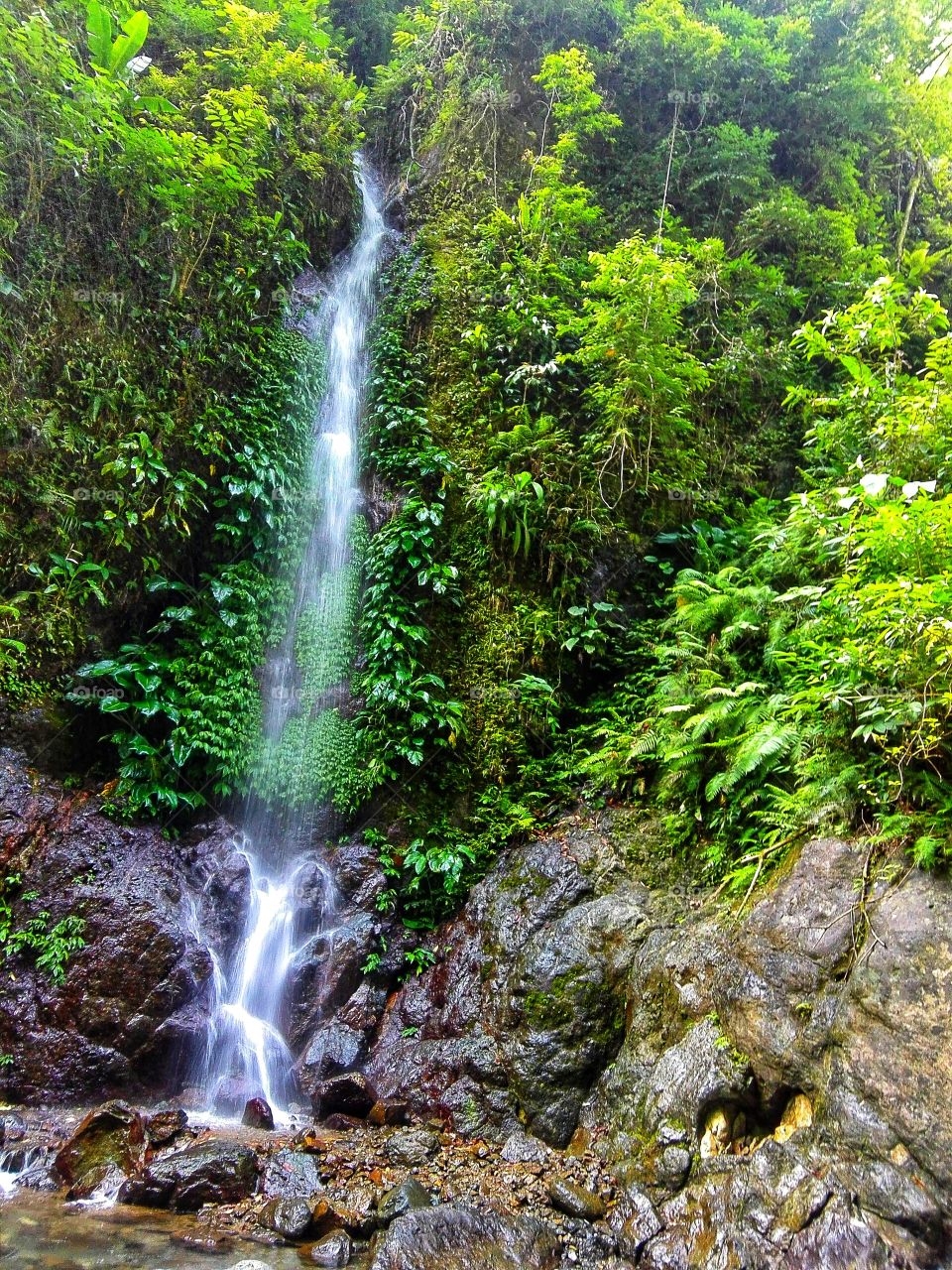 A natural distraction.