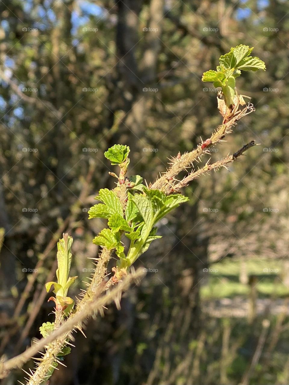 Frühlingserwachen 