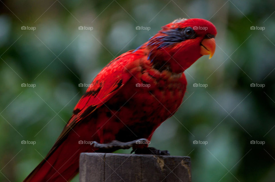 Blue streak Lorikeet