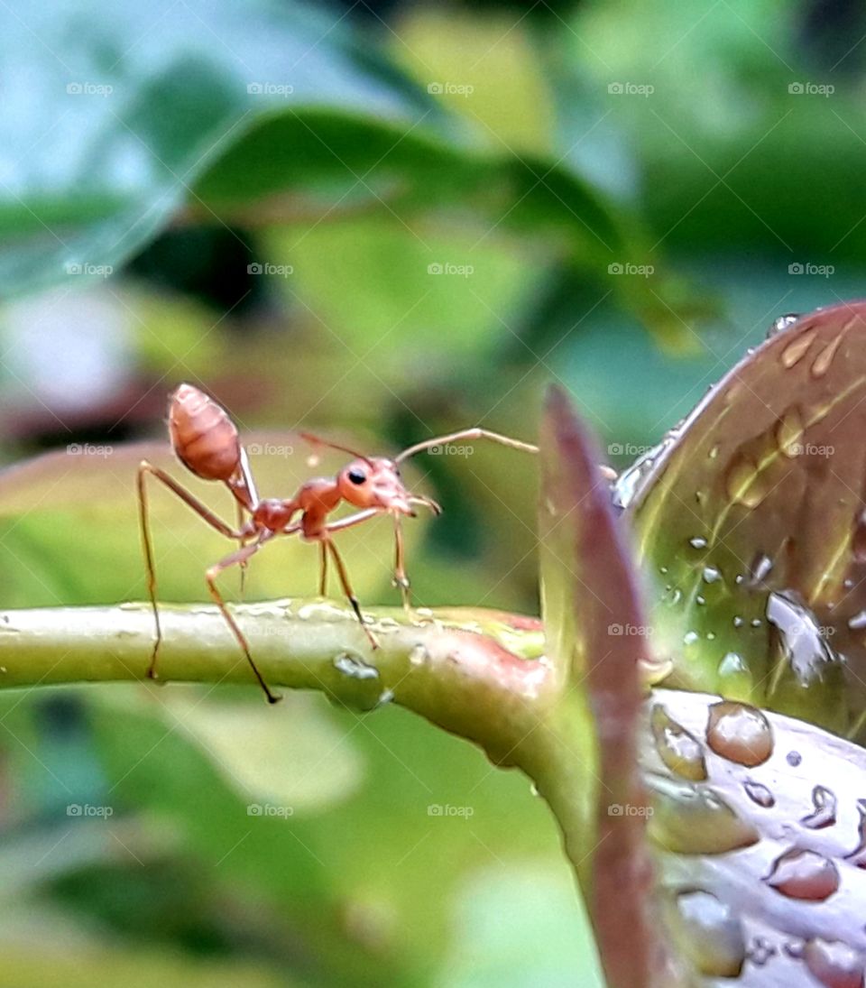 A exotic ant on a littile wet branch