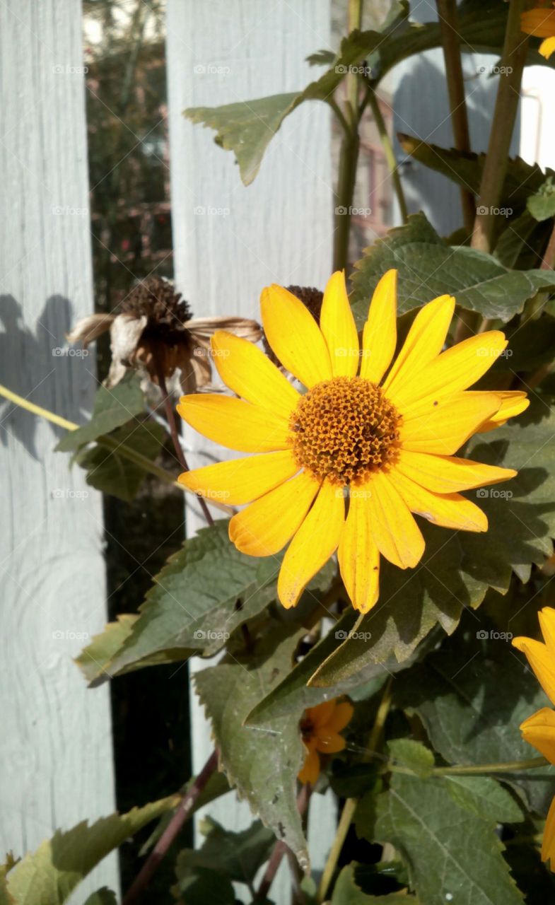 No Person, Nature, Flower, Outdoors, Leaf