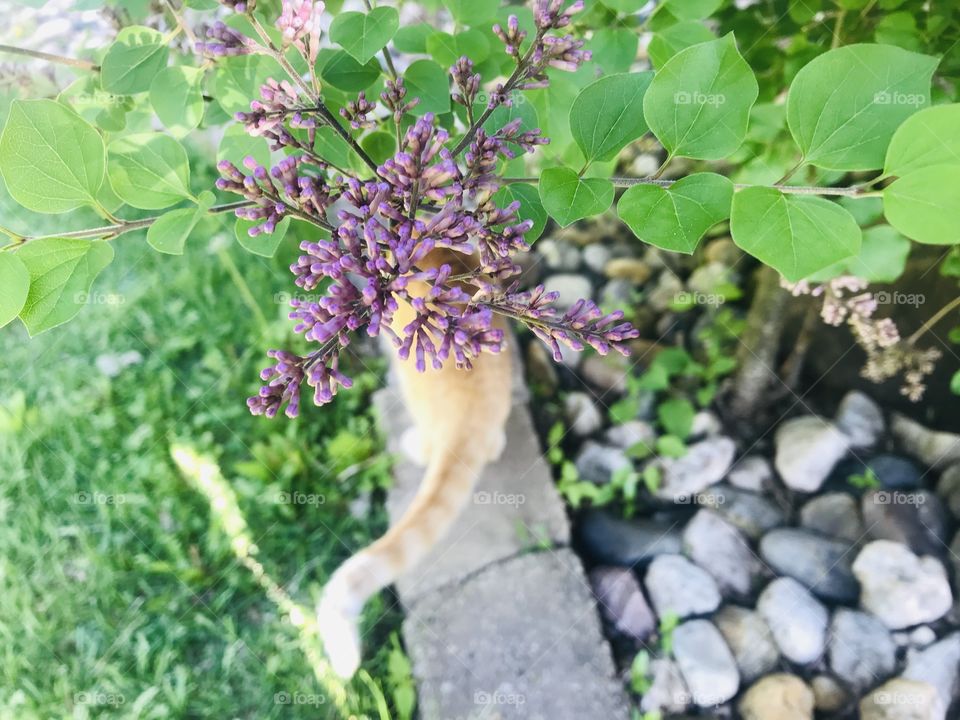 Gorgeous morning for an orange tabby cat to stroll along the landscaping blocks!! 