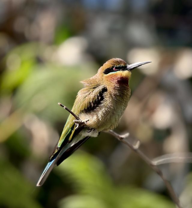Bird