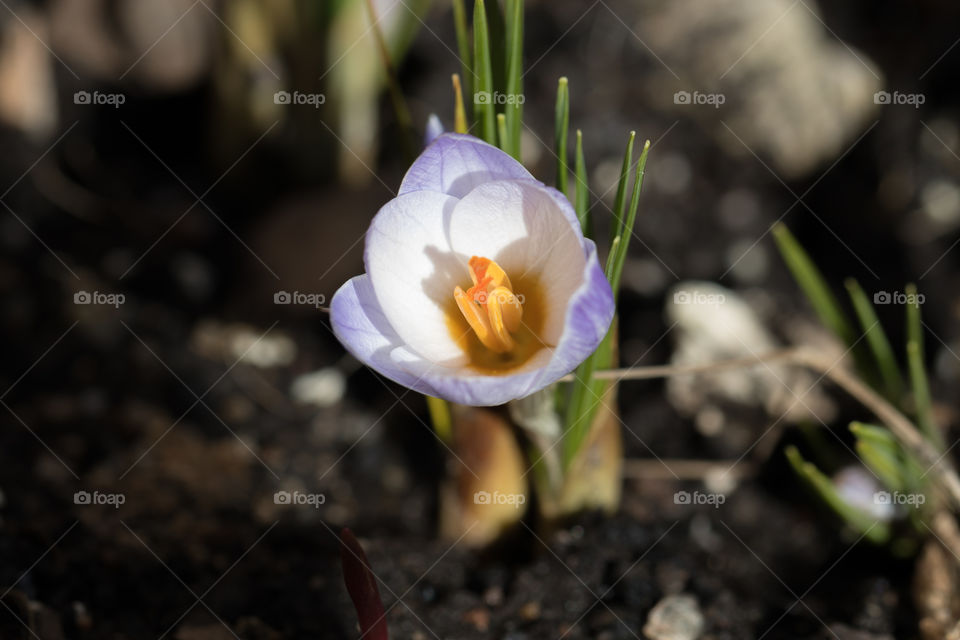 Crocus sign of early spring 