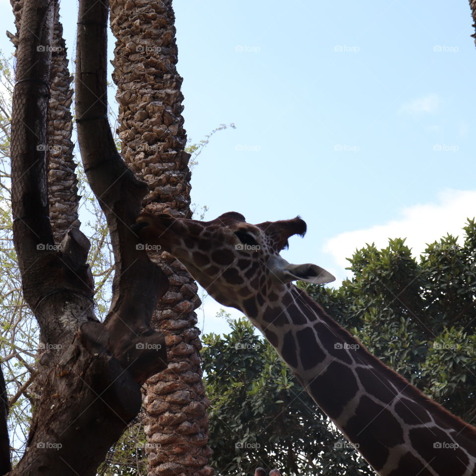 A giraffe licking a tree with blue sky and green trees on the background 