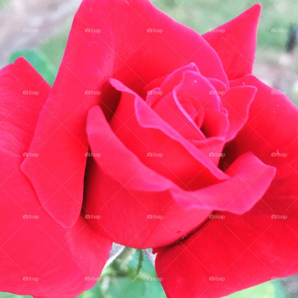 🌹 🇺🇸 Very beautiful flowers to brighten our day.  Live nature and its beauty. Did you like the delicate petals? / 🇧🇷 Flores muito bonitas para alegrar nosso dia. Viva a natureza e sua beleza. Gostaram das pétalas delicadas? 