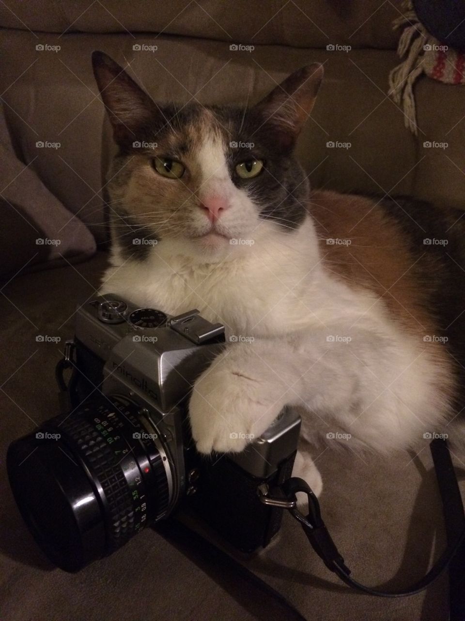 Photog kitty