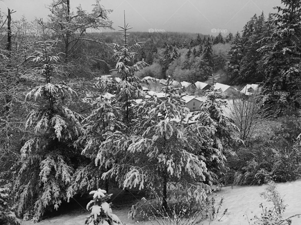 High angle view of snowy trees