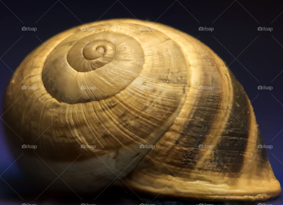 The snail was alive, and so is now I hope