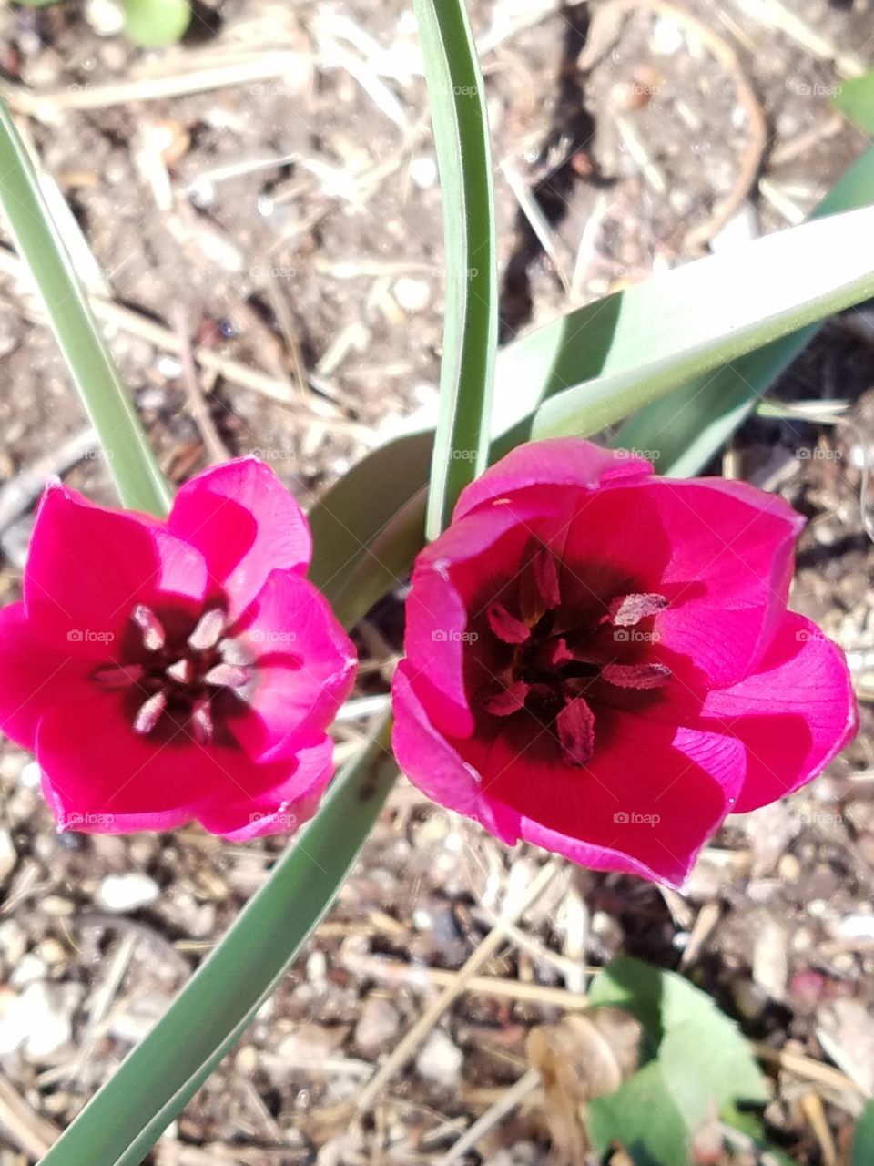 spring flowers are beginning to bloom in Albuquerque