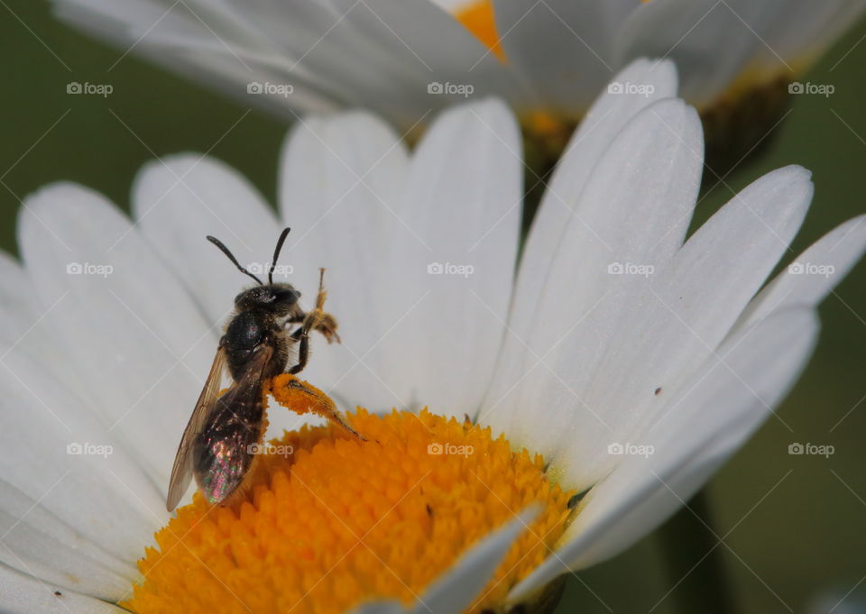 Bee On Marguerite