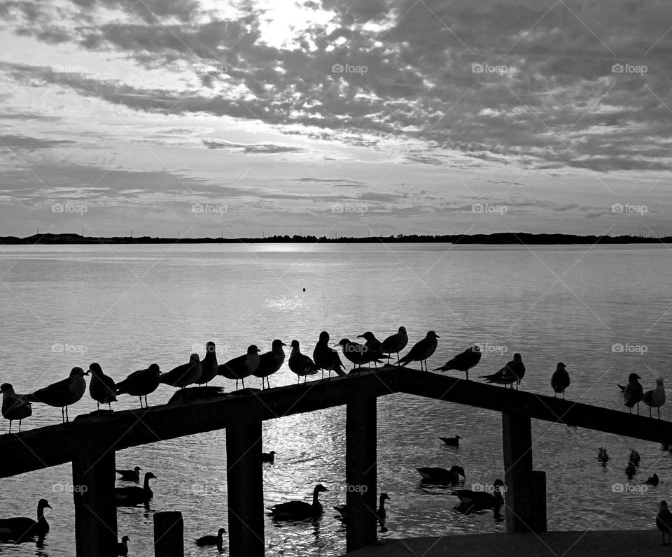 Homing Pigeons resting after a long journey - Silhouette of homing pigeons perched and resting on a wooden dock of a shimmering bay during sunset, as ducks swim by. Clouds illuminate the surface of the bay. Clouds cluster in the sky.