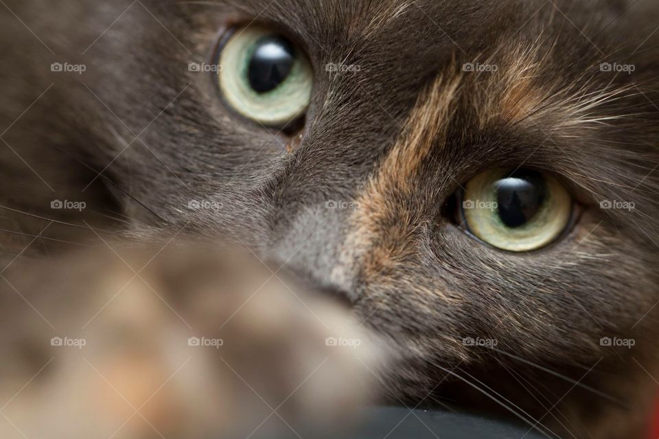 Bella the cat plays with the lens as we photograph her 
