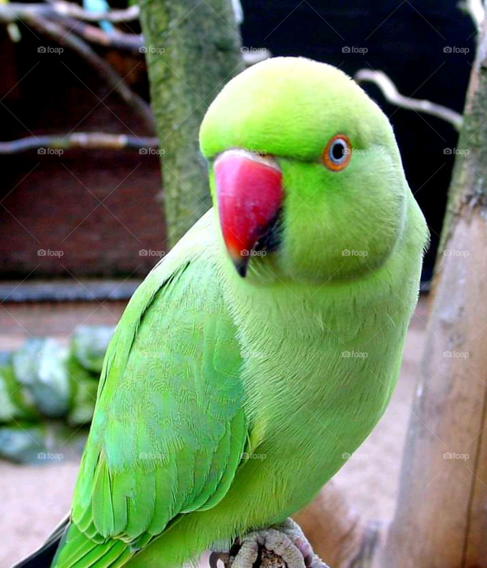 Parrot