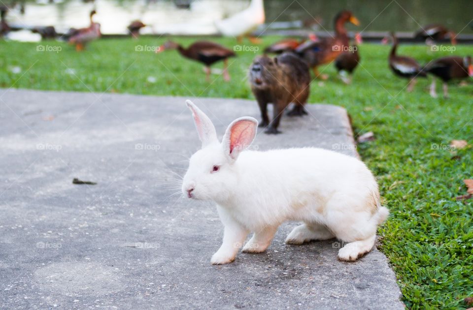 Bunny and nutria amongst ducks