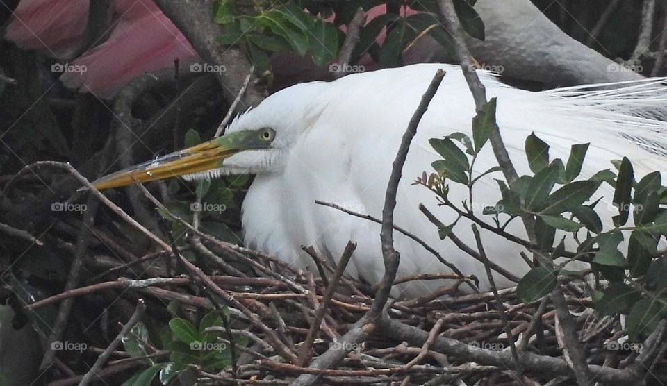 White Egret Nesting