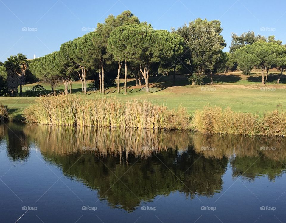 Evening light on pond with pines
