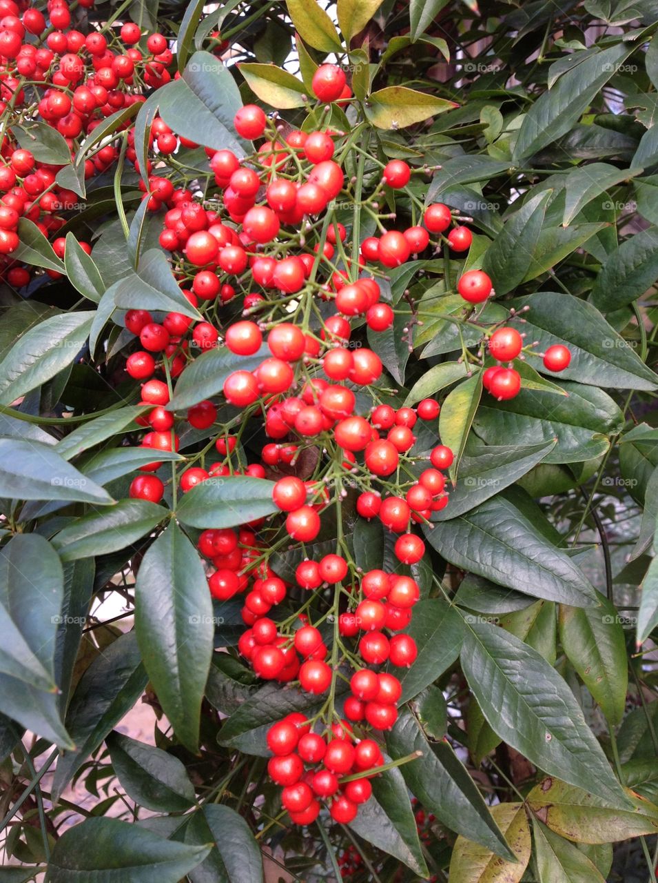 Red Berries in Full Bloom