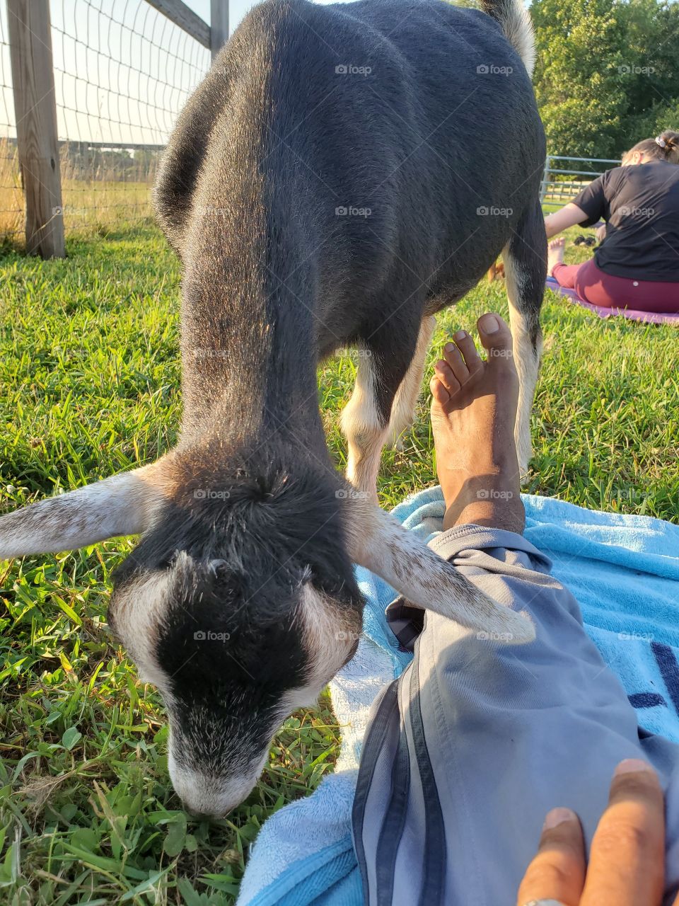 Goat Yoga at a Farm