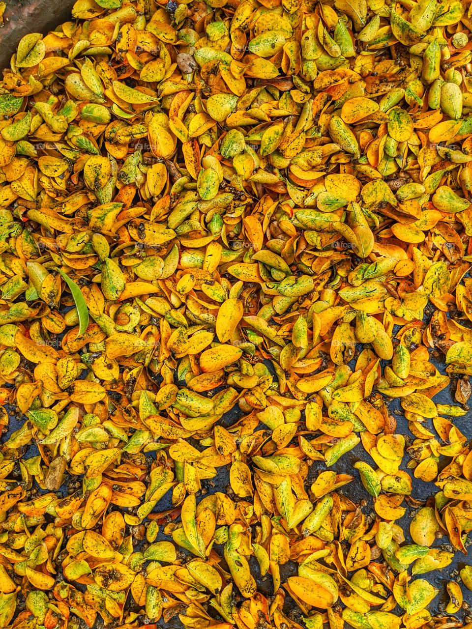 Yellow Autumn Leaves