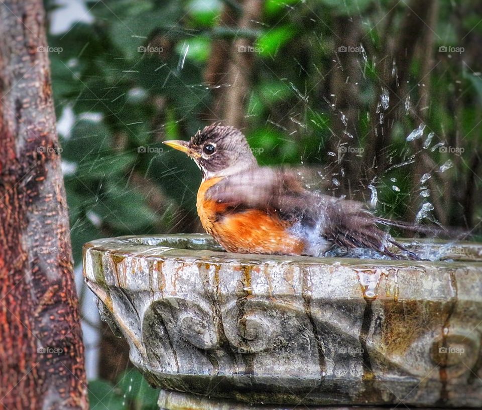 Heatwave Robin bathing in my yard
