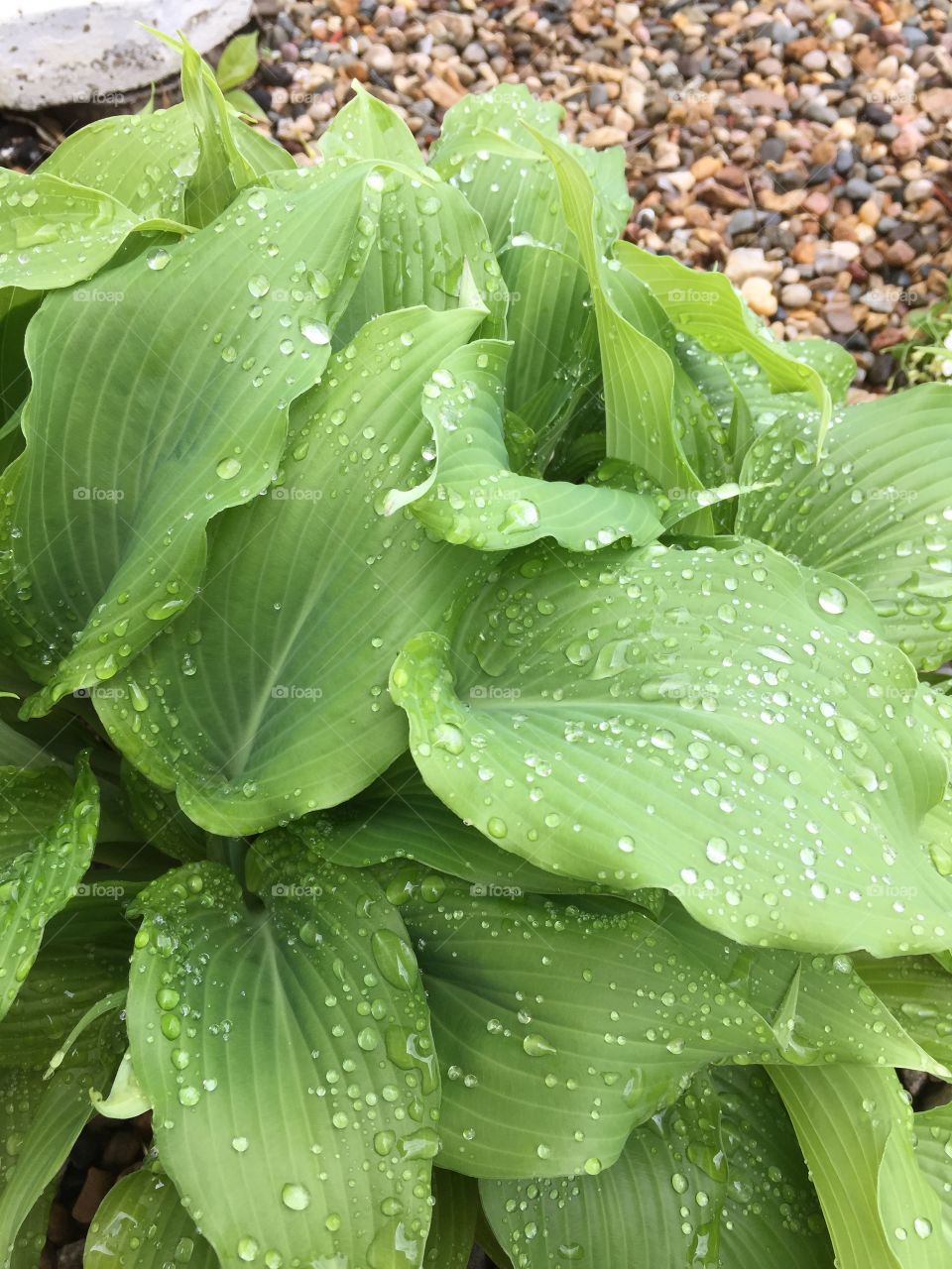 Waterdrops on green leaves