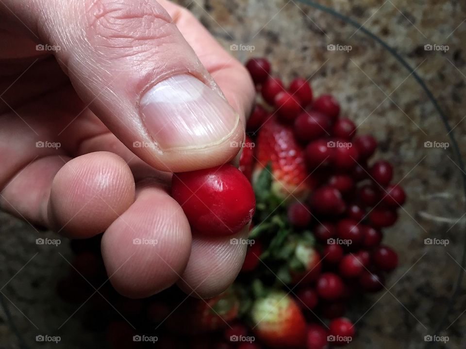 Hand holding cranberry 