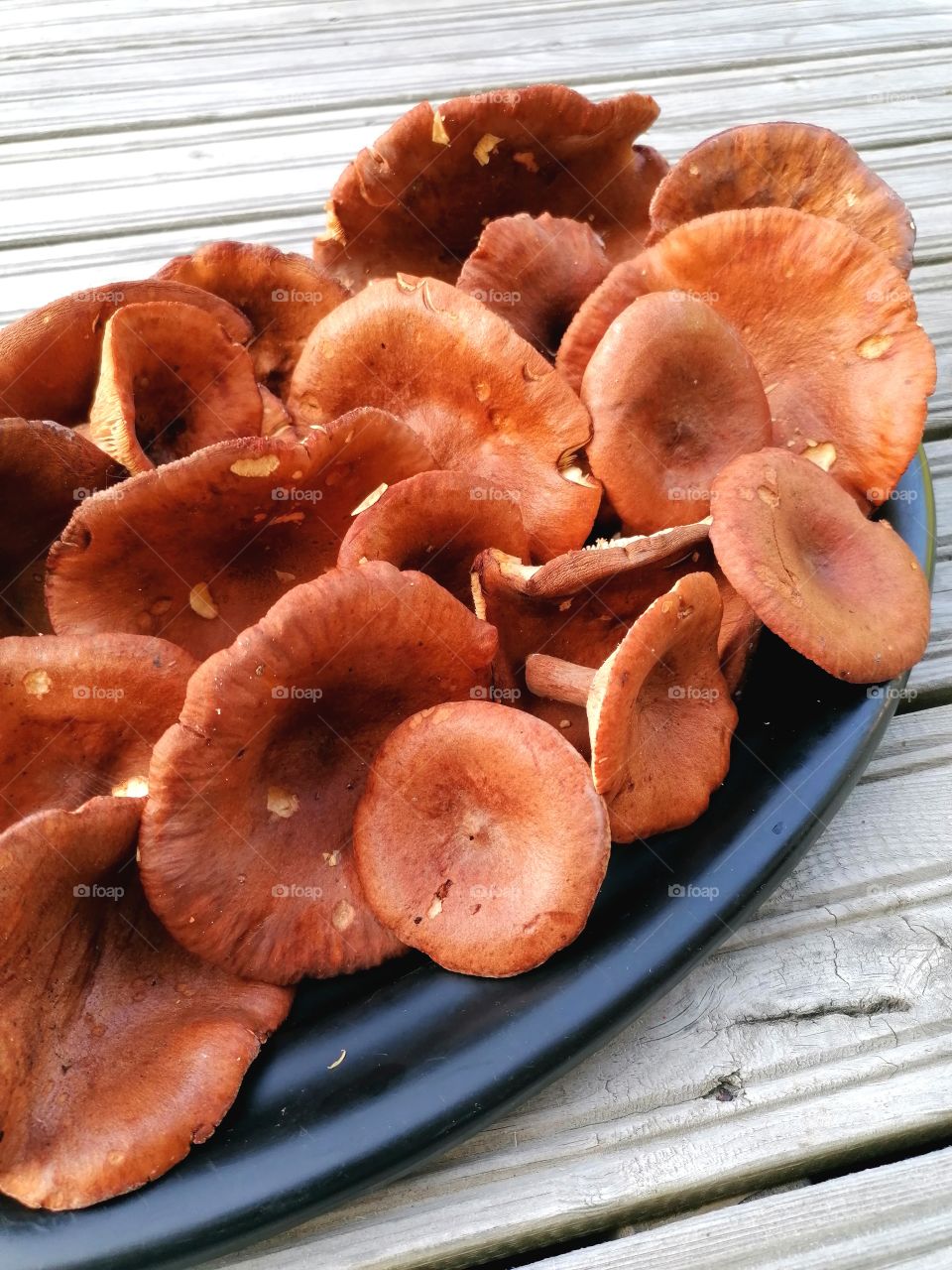 Mushrooms Lactarius Rufus from Finnish Lapland. These make good salt mushrooms and this can be used to dry! The dried mushrooms make really tasty sauces or you can even put them in a meat pot.
