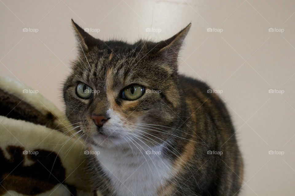 Close-up of cat indoors