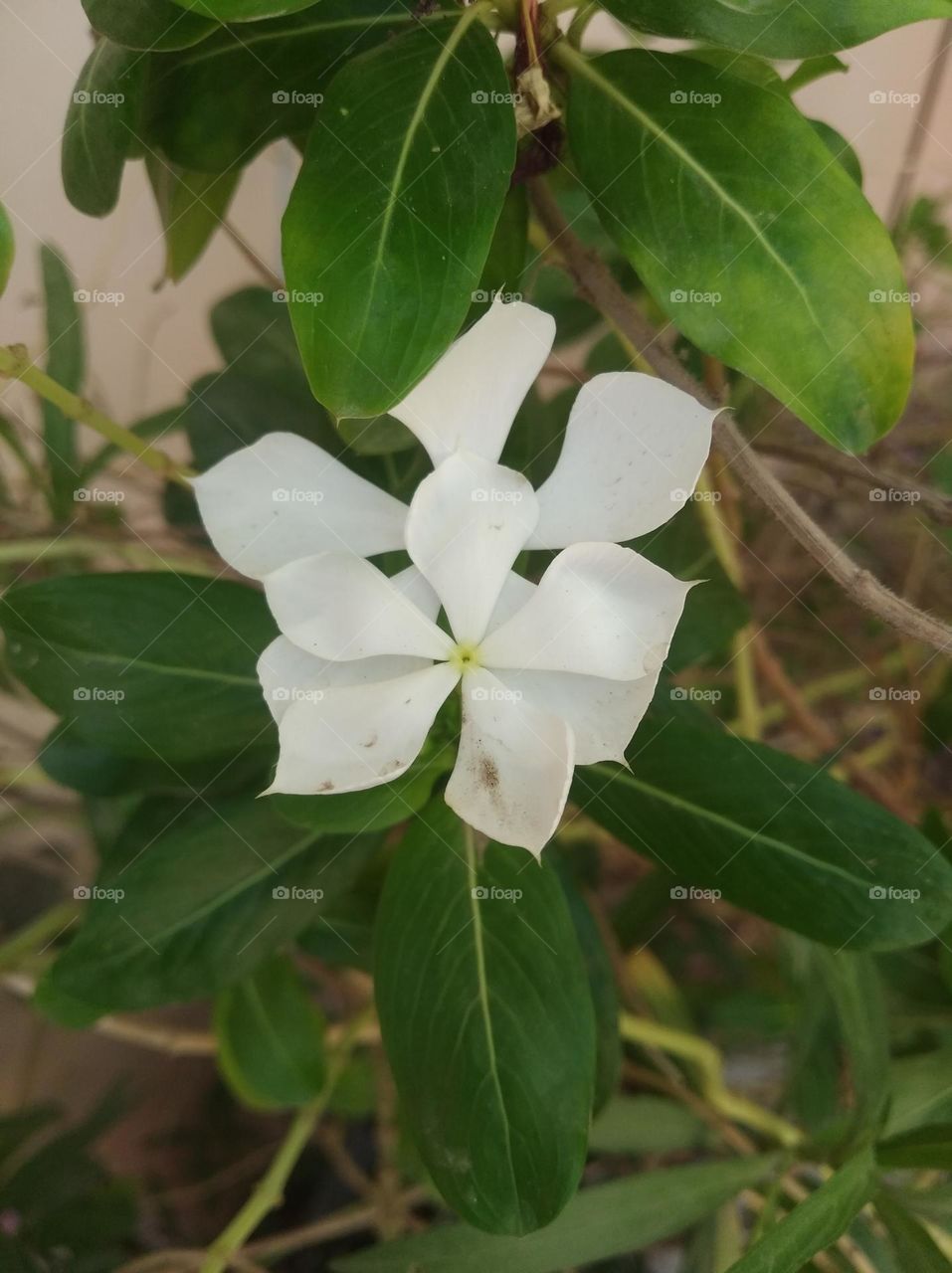 periwinkle white flower looks very beautiful generally found everywhere fresh seasonal