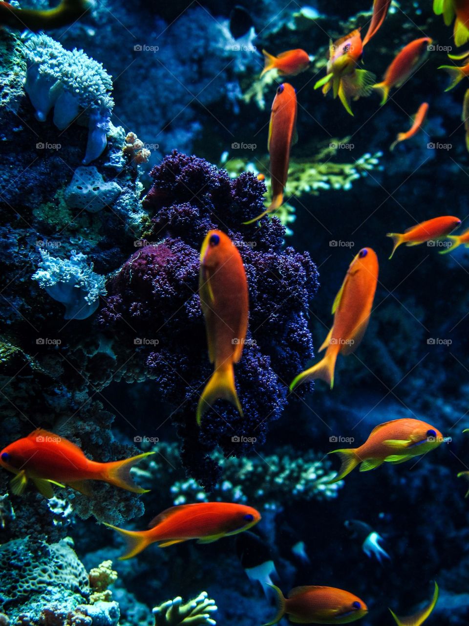 beautiful and colourful fish