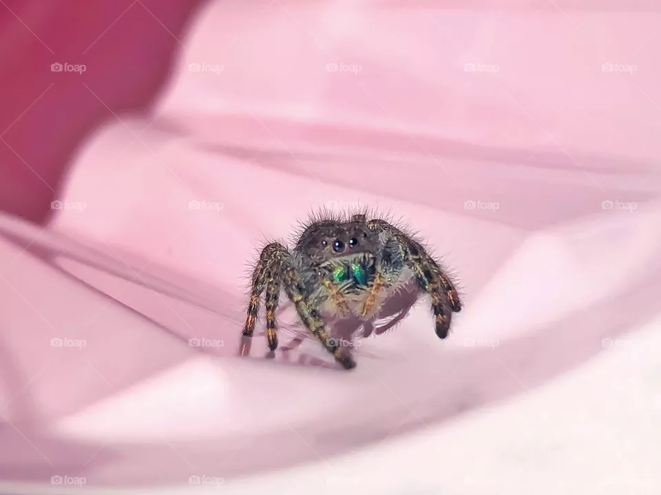 Spider
