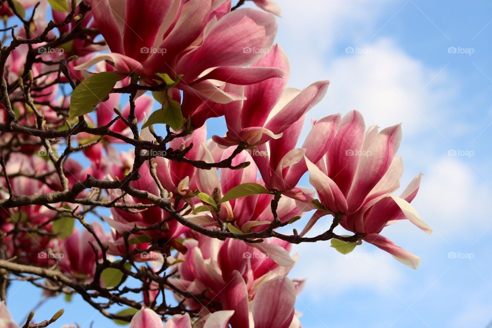 Flower, Nature, Flora, Leaf, Garden