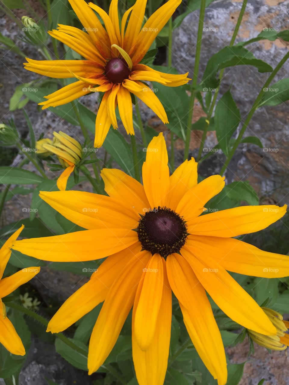 Black-eyed Susan