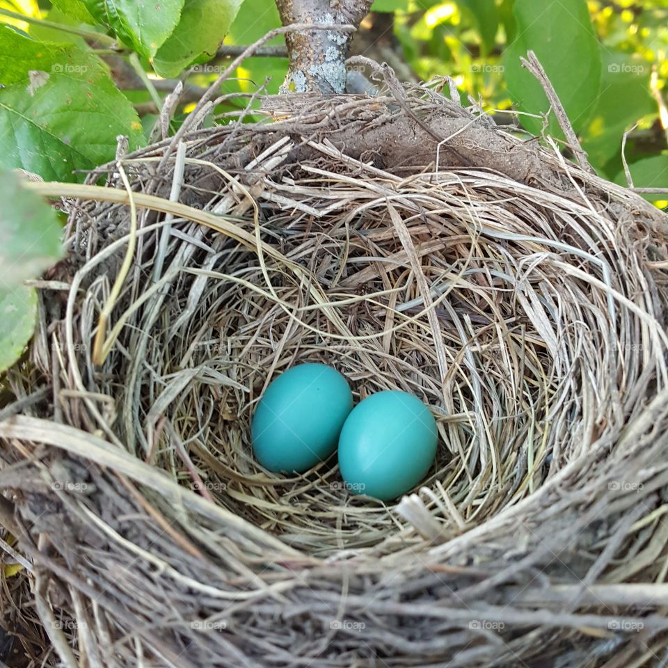 Robin's nest 2