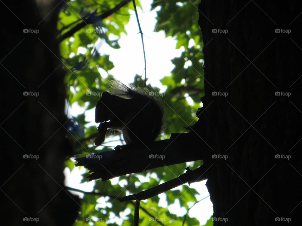 Squirrel in a tree