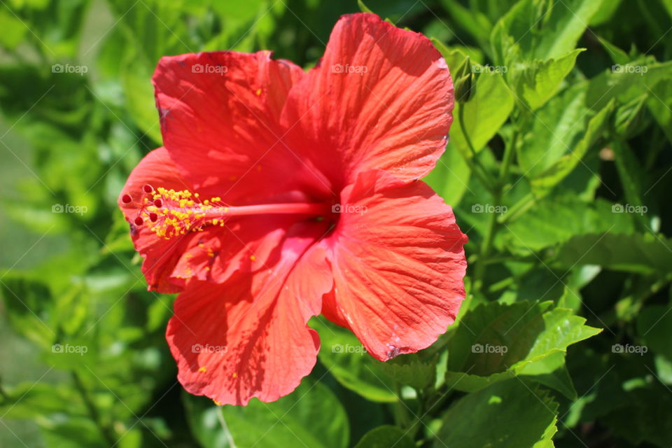 Close-up of a hibiscus