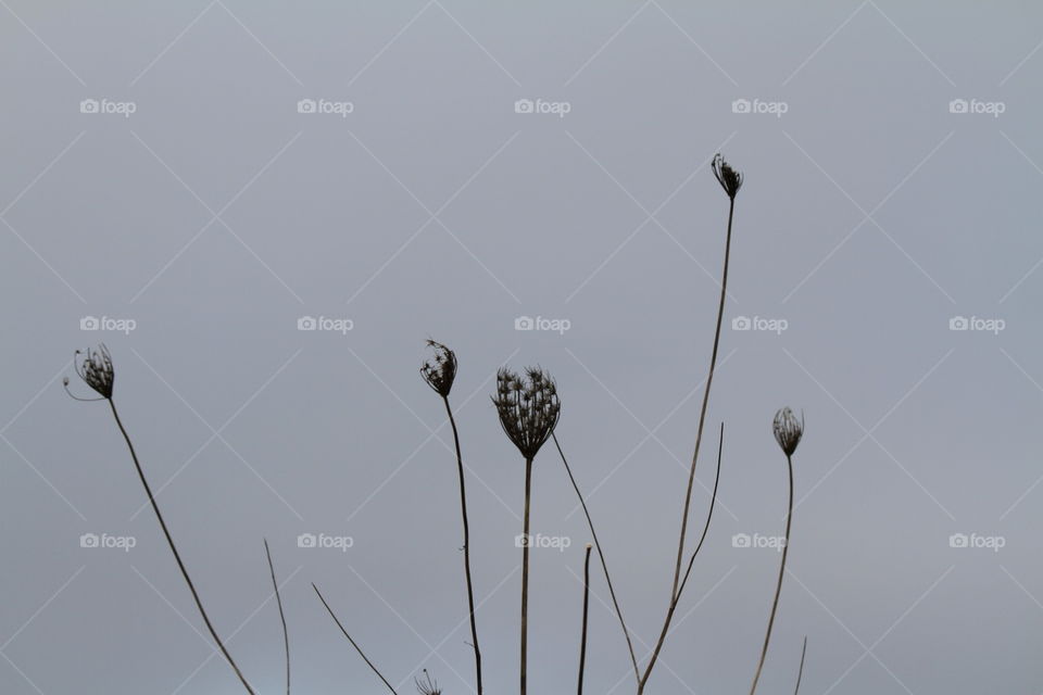 Wispy Weeds