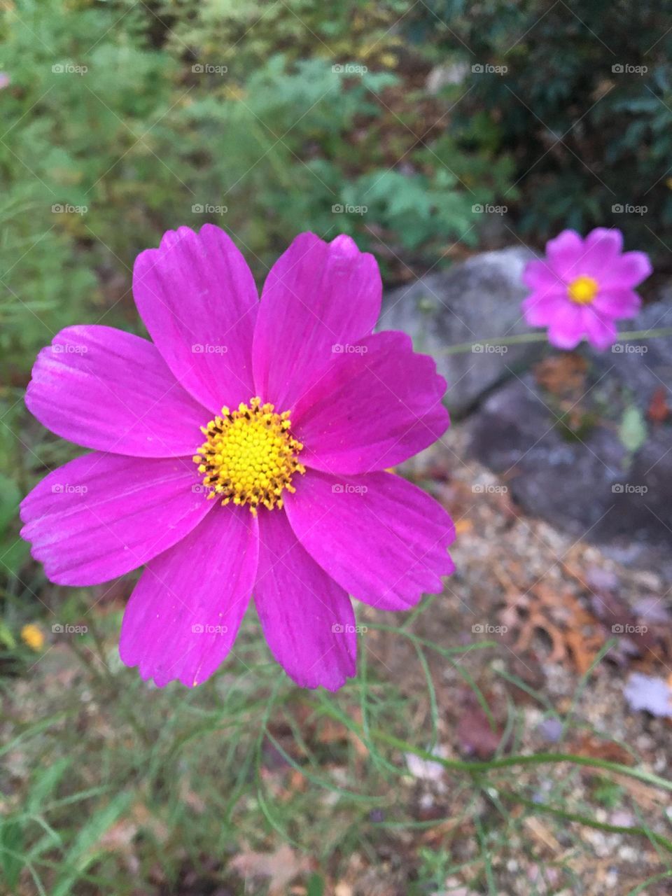 A vibrant, bright pink garden cosmos stands tall in full bloom. In the background, another cosmos flower shyly peeks out from behind. The atmosphere feels fresh, serene, and full of life, capturing the essence of a warm garden moment.