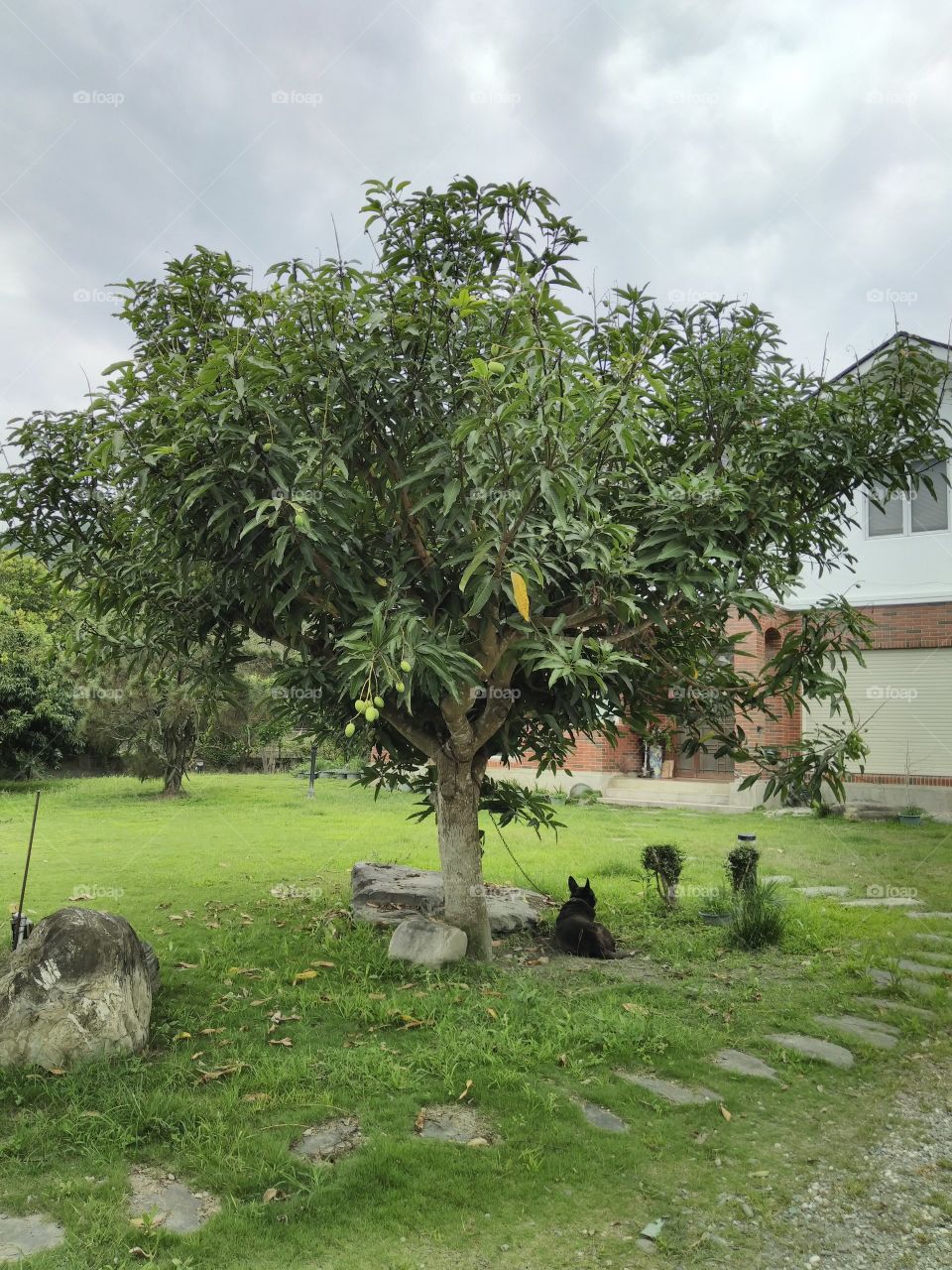 a beautiful  cute manggo tree with a  black dog