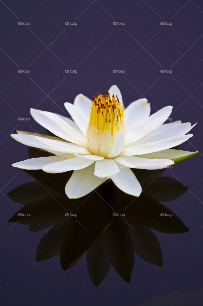 White fresh water lily in water